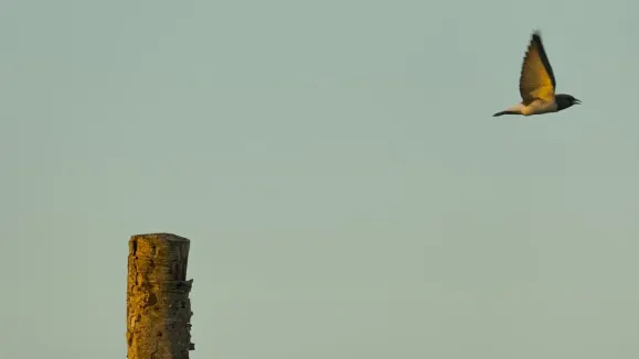 Loot Casino Podrška